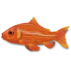 Fototapeta premium Fisch-03