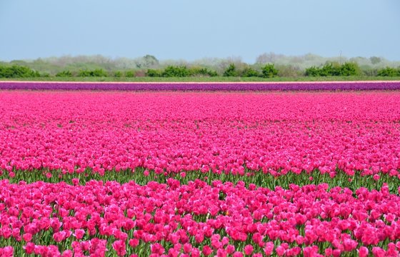 Champ de tulipes