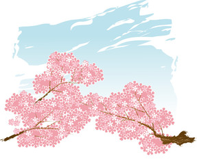 Fototapeta premium サクラの木