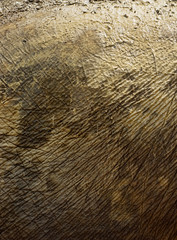 Elephant skin