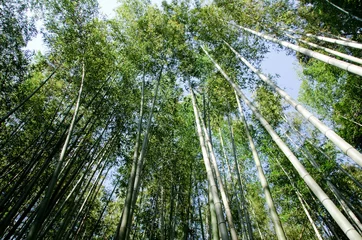 Raamstickers Bamboo forest seen from below © Arrlfx