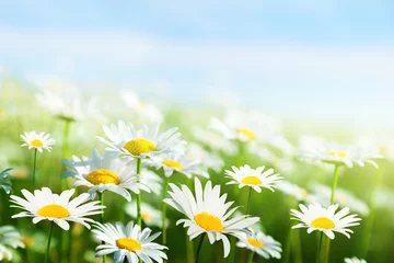 Foto op Plexiglas field of daisy flowers © Iakov Kalinin