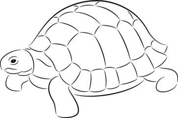 Tortoise