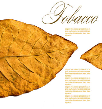 Tobacco Leaf