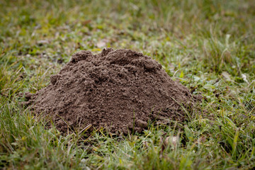 Maulwurfsh&uuml;gel auf der Wiese