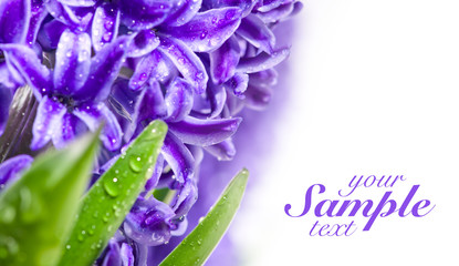 Purple flowers with place for text