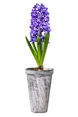 Purple hyacinth