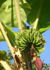 Bananas growing on plant, North Thailand