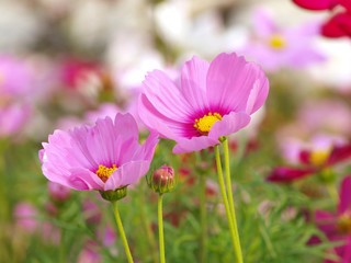 Pink flower of cosmos