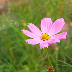 Obraz premium Pink flower of cosmos