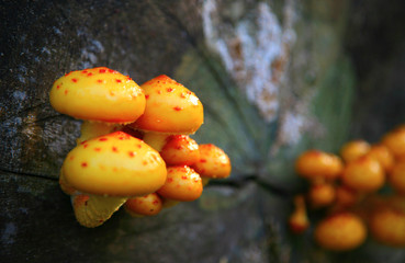 Kleine gelbe Schleimpilze