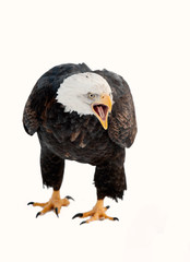Close up Portrait of a Bald eagle with an open beak . © Uryadnikov Sergey