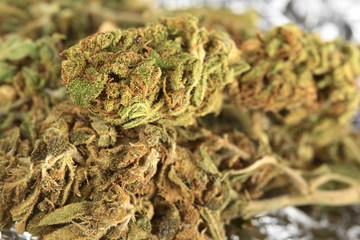 Fototapeta na wymiar Zbliżenie z suszonych kwiatów Cannabis sativa