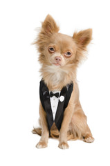 Chihuahua groom wearing dinner jacket