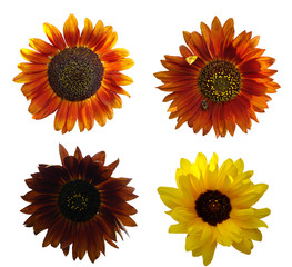 Naklejka premium Decorative sunflowers