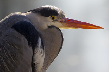 A heron