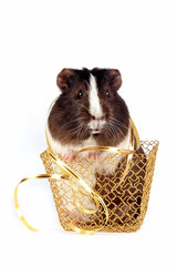 Guinea pigs with a ribbon in a gold basket