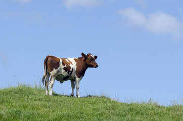 Fototapeta na wymiar Farm Animals - Cows