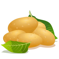 Vector potato and green leaf