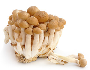 fresh mushroom group on white background