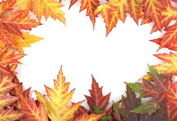 vivid autumn maple leaves isolated on white