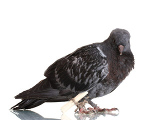 One grey messenger-pigeon isolated on white