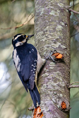 Hairy Woodpecker