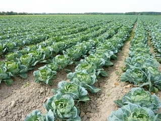 A field with rows of cabbage (brassica olerocea)