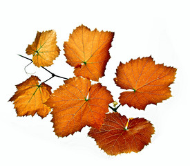 fall vine branch