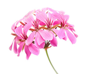pink Pelargonium inflorescense