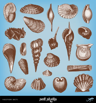 Engraving vintage shell set.