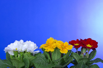 Primeln, Primula, Primelgewächse,.Primulaceae