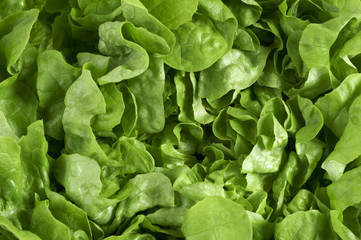 Bio Kopf Salat - close up