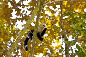 White faced Capuchin