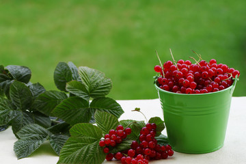 Johannisbeeren