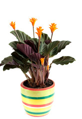 Indoor flower Kalateya Krokata isolated on white background