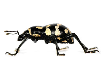 Pachyrhynchus sp