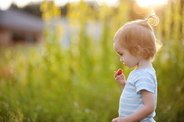 Adorable little girl in a meadow eating strawberry