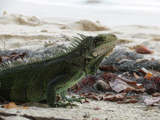 iguane