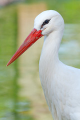 Head of a stork on the lake background