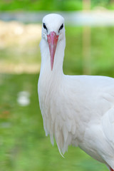 Head of a stork on the lake background