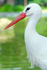 Head of a stork on the lake background