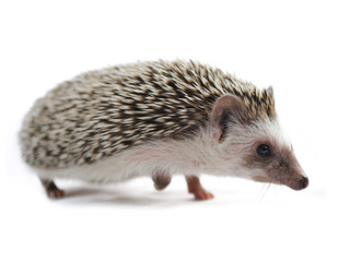 Fototapeta premium hedgehog in front of a white background
