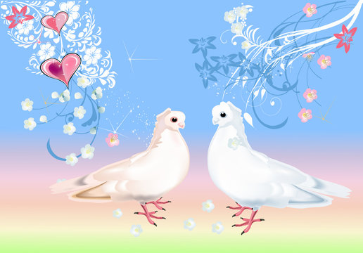 two white doves on light background