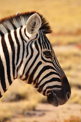 Fototapeta na wymiar Zebrakopf in Namibia