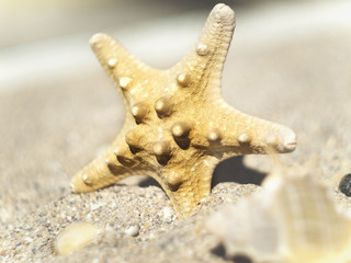 Starfish on a sandy shore