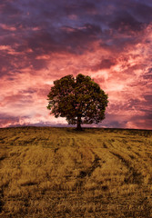Wonderful sunset clouds and the single tree in a yellow field