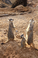 Fototapeta premium Meerkats (Suricata suricatta )