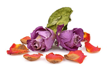 Two dry roses on a white background isolated