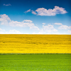 Landscape with rapeseed flowers, grass and sky